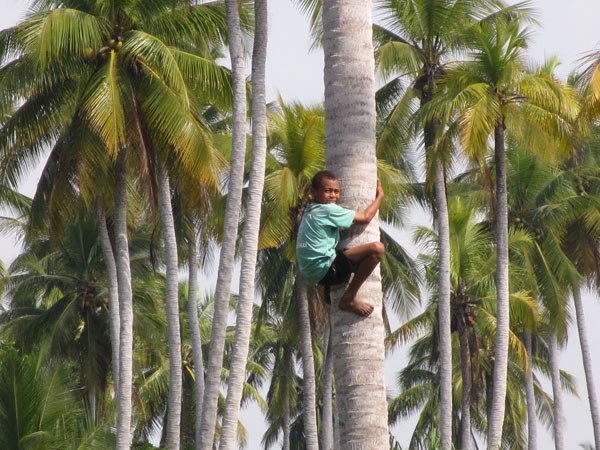 coconut-climber-sml