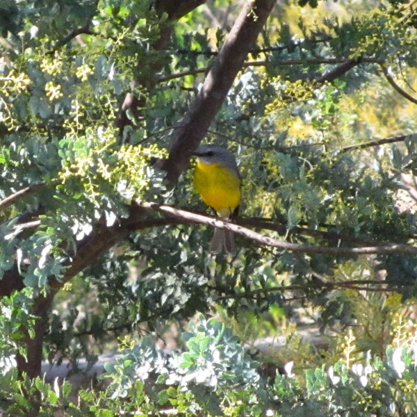 yellow-robin-sml