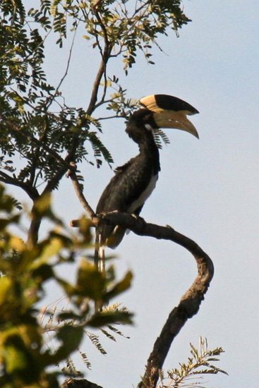 malabar-hornbill