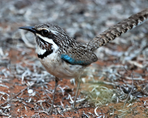 Long-tailed-Ground-Roller