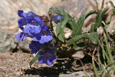 flower-1