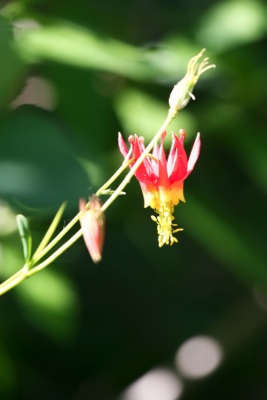 flower-4a
