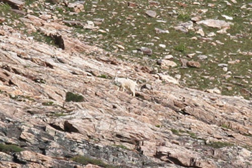 mountain-goat-small-1