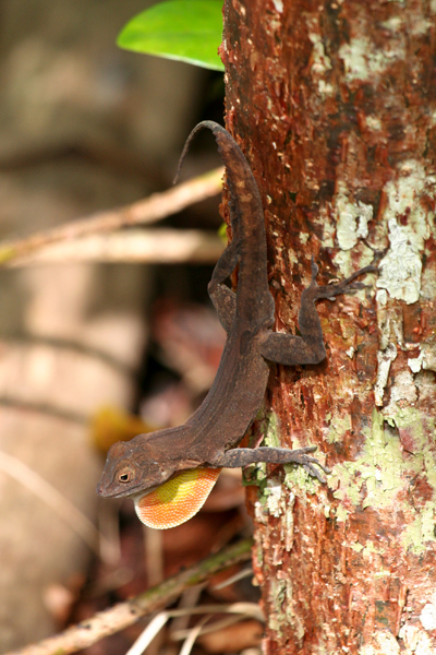 brown-anole-resize