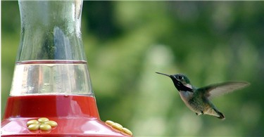 calliope-hummingbird