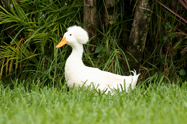 duck-resize