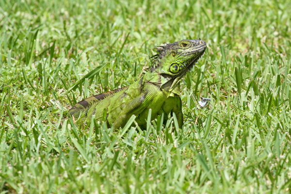 green-iguana-resize