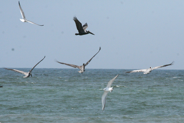 birds-in-flight