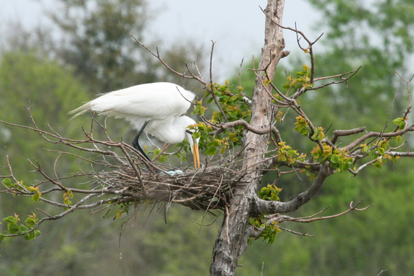 egret-with-eggs