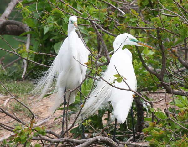 egrets-with-color