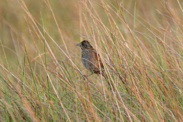 seaside-sparrow
