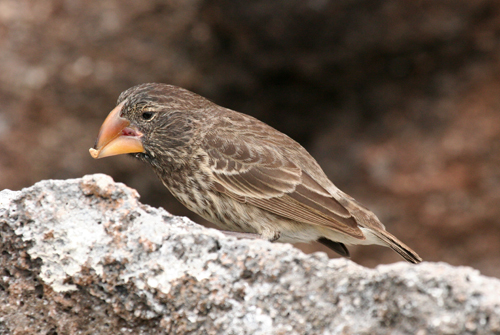 large-ground-finch
