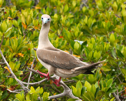 red-footed-booby-brown