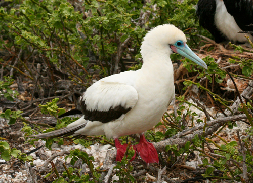 red-footed-booby-white