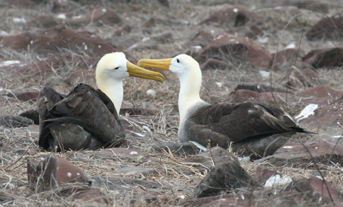 waved-albatross