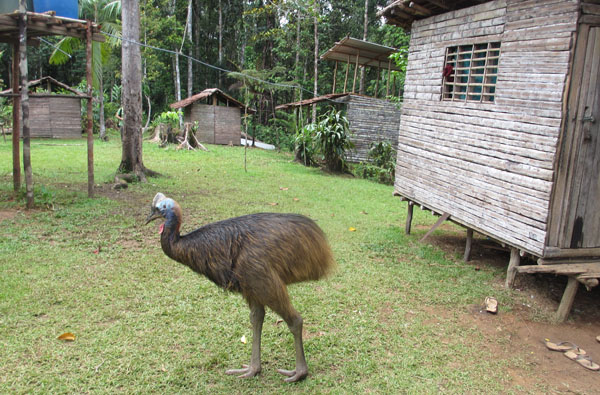 cassowary-camp-sml