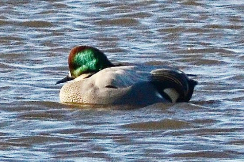falcated-duck-to-post