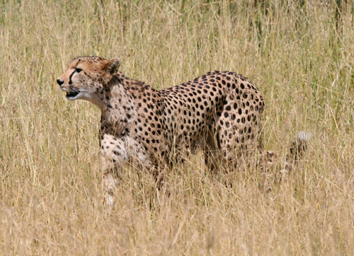 cheetah-blog