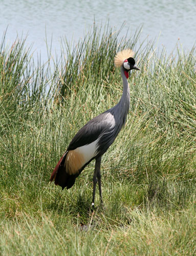 gray-crowned-cranes