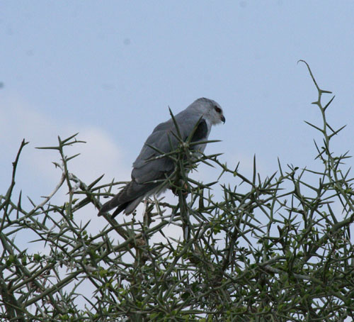 pygmy-falcon