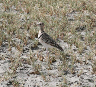 two-banded-courser