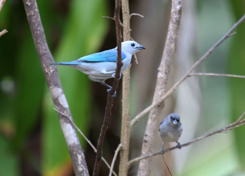 blue-gray-tanagers