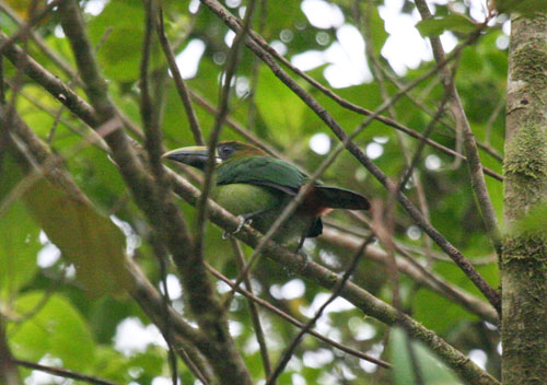 blue-throated-toucanet