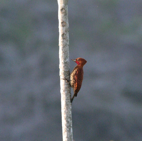 cinnamon-woodpecker