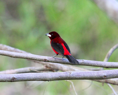 crimson-backed-tanager