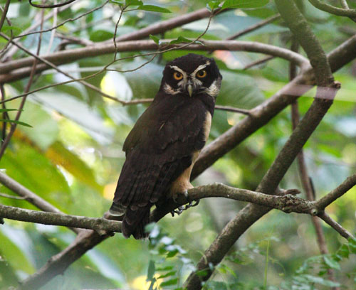 spectacled-owl