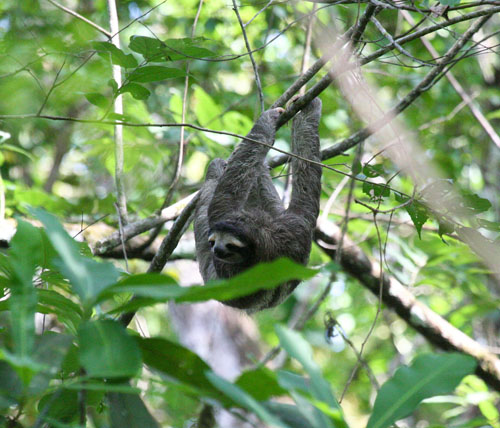 three-toed-sloth