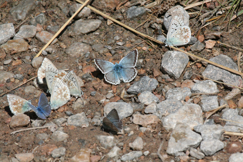 butterfly-3