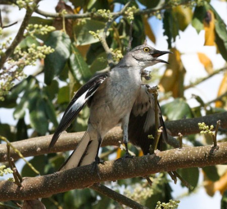 blog-mockingbird_2485