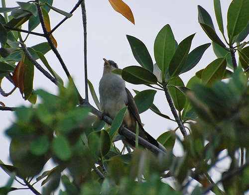 cuckoo-mangrove-black-01-blog