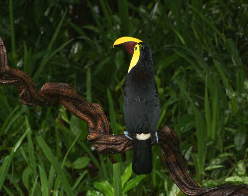 chestnut-mandibled-toucan