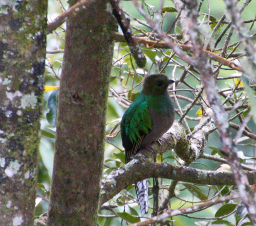 quetzal-female