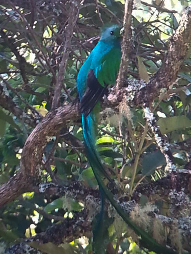 quetzal-male-1