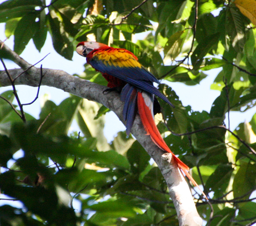 scarlet-macaw-1