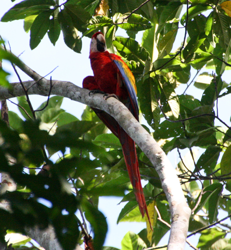 scarlet-macaw-2