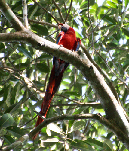 scarlet-macaw-3