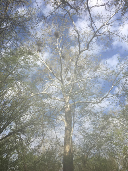 vermeer-tree-blog