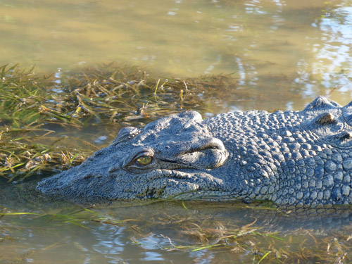 12-crocodile2-blog