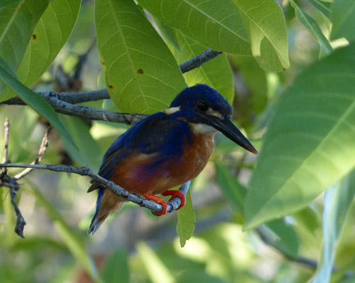 15-azure-kingfisher-blog