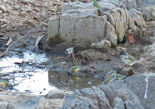 20-gouldian-finches-at-waterhole-blog