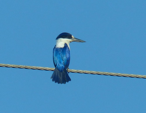 6-forest-kingfisher-blog