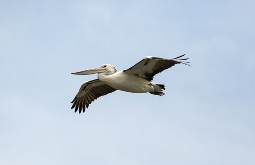 australian-pelican-blog