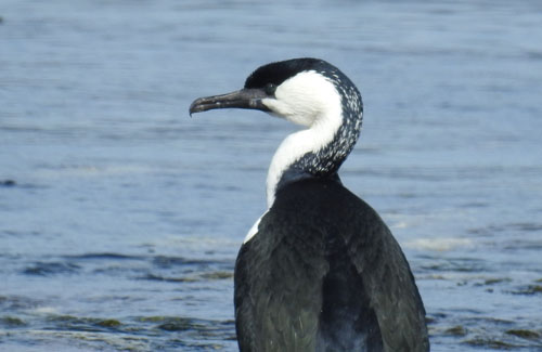 black-faced-cormorant-blog