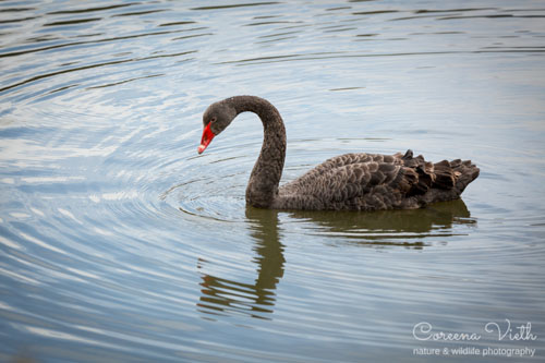 black-swan-blog