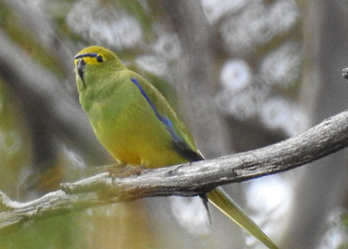 blue-winged-parrot-blog