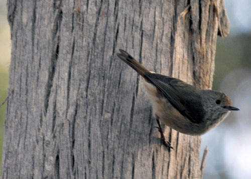 brown-thornbill-blog